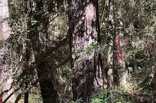 Tbd F M 1485 Street NW, Conroe, TX 77308 - Photo 11