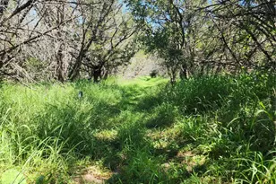 Tbd Forest Dr, Burnet, TX 78611 - Photo 5