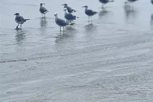 2811 Ave Q 1/2, Galveston, TX 77550 - Photo 41