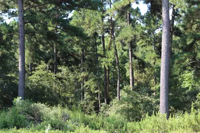 Tract 66 Private Road 1318, Centerville, TX 75833 - Photo 21