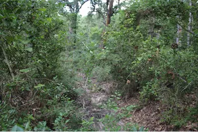 10182 County Road 208, Anderson, TX 77830 - Photo 5