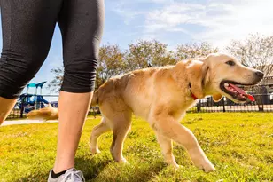 19914 Paint Horse Dr, Tomball, TX 77377 - Photo 25