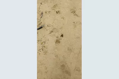 000 Pr 6150, Woodville, TX 75979 - Photo 11