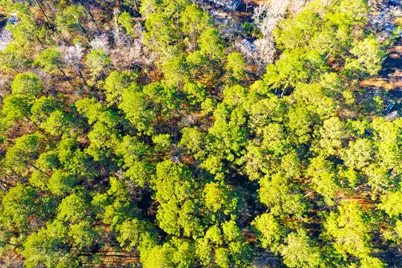 Lot 30 Cedar Court, Trinity, TX 75862 - Photo 9