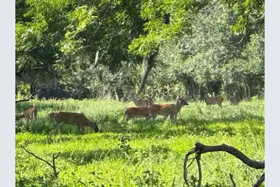 0 County Road 153 Sims Ave Road, Cedar Lane, TX 77415 - Photo 29