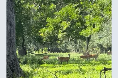 0 County Road 153 Sims Ave Road, Cedar Lane, TX 77415 - Photo 19