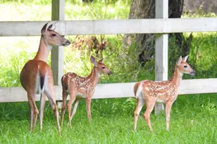 62 Laurel Ct, Cleveland, TX 77327 - Photo 19