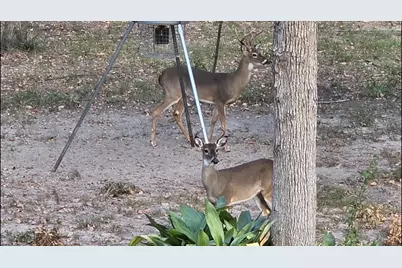 729 County Road 4040, Crockett, TX 75835 - Photo 33
