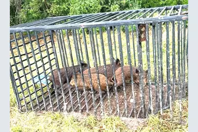 1306 County Road 3455A, Lovelady, TX 75851 - Photo 33