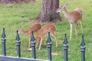 3303 North Cotswold Manor Drive, Kingwood, TX 77339 - Photo 43