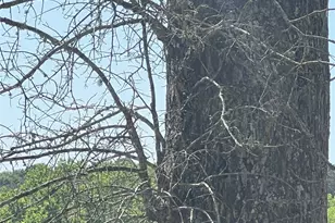 23004 Landrum Village Dr, Montgomery, TX 77316 - Photo 47