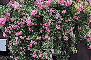 200 Fountain Lake W, Livingston, TX 77351 - Photo 21