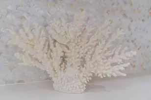 13826 Pirates Beach Blvd, Galveston, TX 77554 - Photo 19