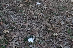 620 Faulkner Ave, Coldspring, TX 77331 - Photo 25