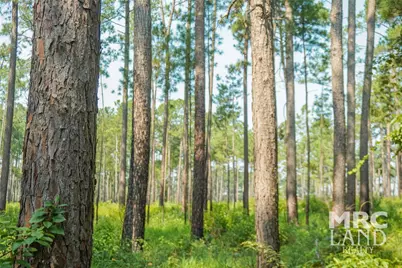 00 Forest Service Road 511, Grapeland, TX 75844 - Photo 3