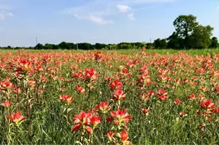 923 Co Rd 138, Cameron, TX 76520 - Photo 9
