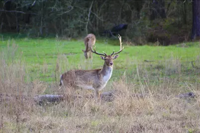 15184 Fm 2620, Bedias, TX 77831 - Photo 43