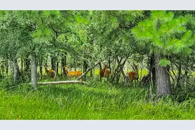 15184 Fm 2620, Bedias, TX 77831 - Photo 39