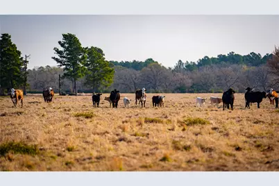 10999 Fm 230, Lovelady, TX 75851 - Photo 9