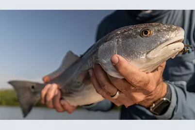 4102 Fm 1862, Blessing, TX 77419 - Photo 3