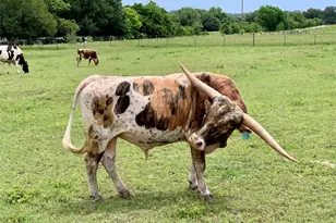 6572 Sandy Hill Rd, Brenham, TX 77833 - Photo 9