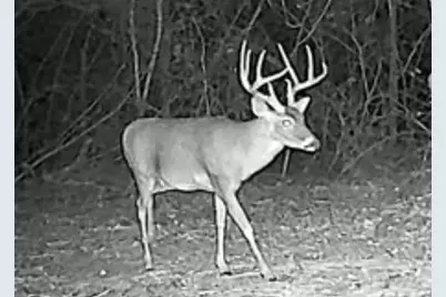 15147 County Road 499, Normangee, TX 77871 - Photo 19
