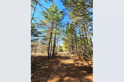 3901 County Road 1585, Grapeland, TX 75844 - Photo 3