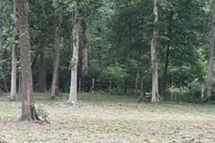 136469 Mustang Dr, Splendora, TX 77372 - Photo 3