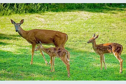 1526 Lakeside Drive W, Canyon Lake, TX 78133 - Photo 35