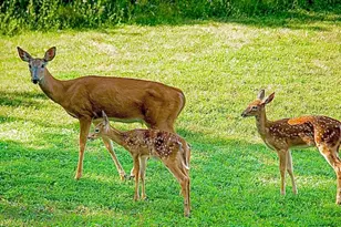 1526 Lakeside Dr W, Canyon Lake, TX 78133 - Photo 35