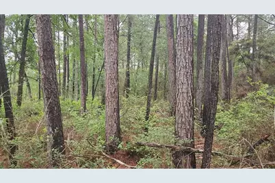 Lot 33 Gum Tree Lane, Plantersville, TX 77363 - Photo 19