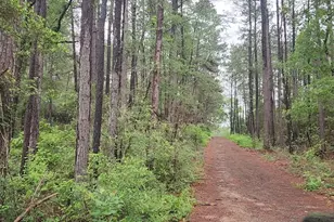 Lot 33 Gum Tree Ln, Plantersville, TX 77363 - Photo 1