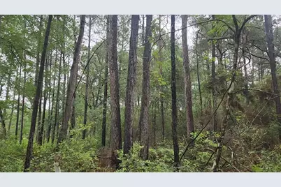 Lot 33 Gum Tree Lane, Plantersville, TX 77363 - Photo 17