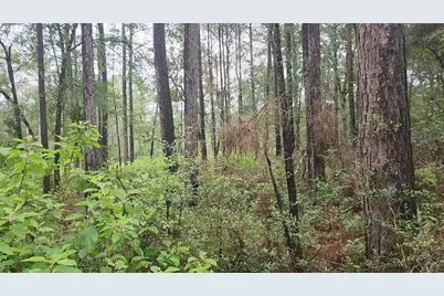 Lot 33 Gum Tree Lane, Plantersville, TX 77363 - Photo 13