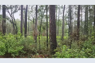 Lot 33 Gum Tree Lane, Plantersville, TX 77363 - Photo 7