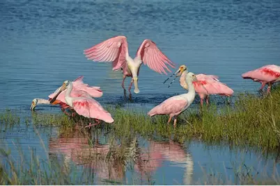 41 Shell Key, Hitchcock, TX 77563 - Photo 33