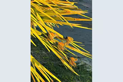 13202 Gulf Beach Drive, Freeport, TX 77541 - Photo 31