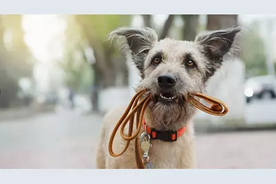 12327 McCrorey Trails Court, Conroe, TX 77303 - Photo 31