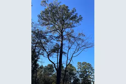 13034 Hackberrry Drive, Plantersville, TX 77363 - Photo 3