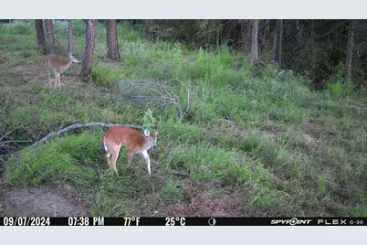 8084 E County Road 212, Buffalo, TX 75831 - Photo 21