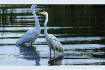 633 Quintana Roo Place, Seabrook, TX 77586 - Photo 41