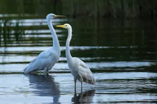 633 Quintana Roo Pl, Seabrook, TX 77586 - Photo 41