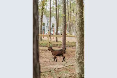 11994 Braided Mane Street, Montgomery, TX 77316 - Photo 15