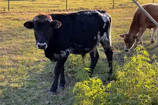 1799 Lilley Yeager Loop S, Cleveland, TX 77328 - Photo 41