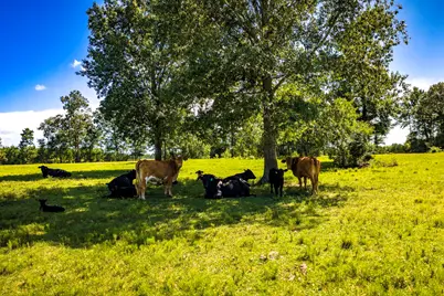 2682 Darden Road, Livingston, TX 77351 - Photo 41