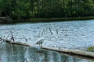 15689 Aspen Dr Dr, Montgomery, TX 77356 - Photo 3