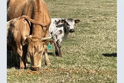 Tbd Fm 1119, Centerville, TX 75833 - Photo 15