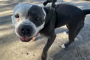 18702 Desert Marigold Dr, Houston, TX 77073 - Photo 21