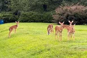 408 W Eucalyptus St, Village Mills, TX 77663 - Photo 35