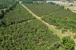 2 Tbd County Road 295, Garrison, TX 75946 - Photo 1